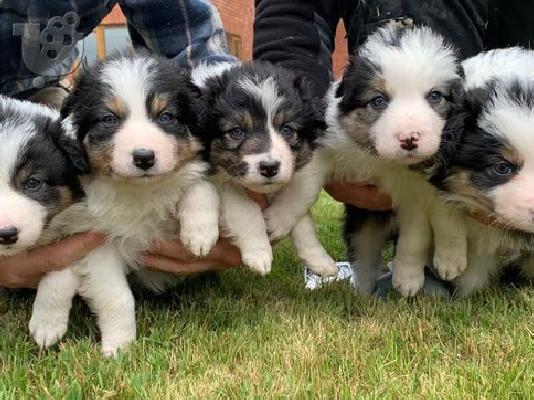 PoulaTo: Κουτάβια Border Collie